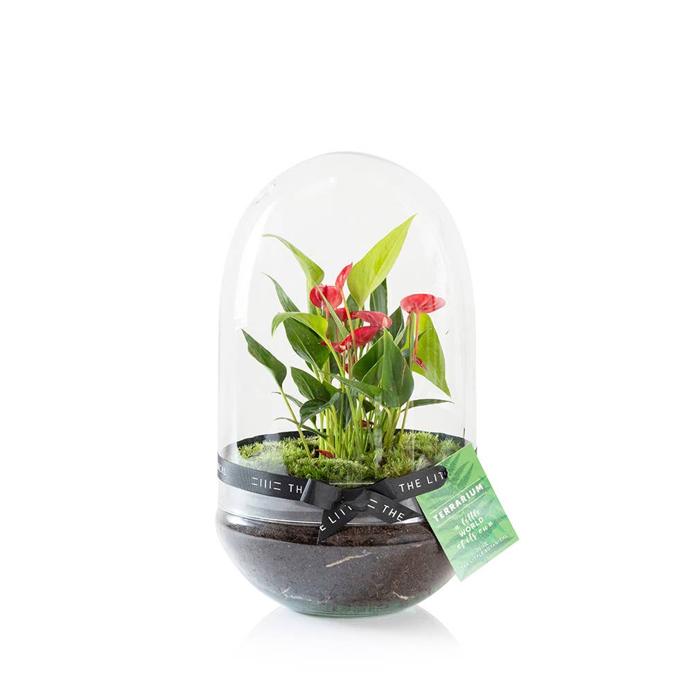 The Little Botanical – wholesale Live plant – Anthurium Terrarium3