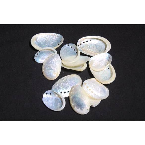 PRL ABALONE HALIOTIS 1.5" up for wholesale by Darlene's Shells