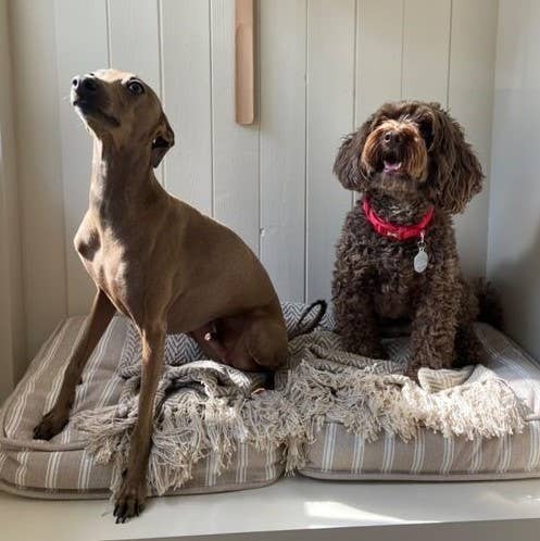 Allure Bath Fashions – wholesale Prydnadsfilt – Audley pläd med chevron-mönster och fiskbensstruktur – 100 % bomull10