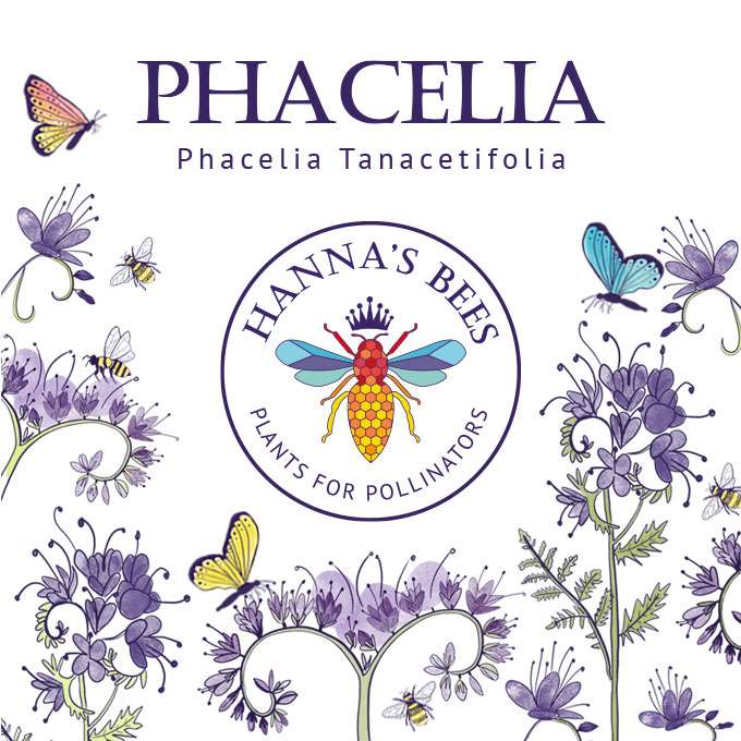 Phacelia Seeds - Plants for Pollinators for wholesale by Hanna's Bees