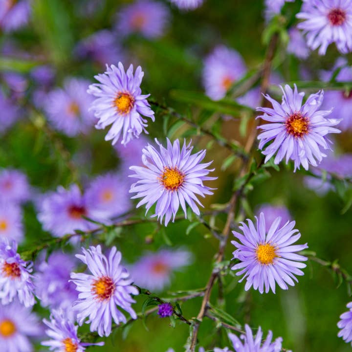 Aster de verano Aster frikartii Mönch – 24 plantas – 10-25cm – Ø9cm – Perenne de larga floración para parterres soleados – Planta de jardín amigable con las abejas – Floración otoñal para venta al por mayor de Oasis of Life