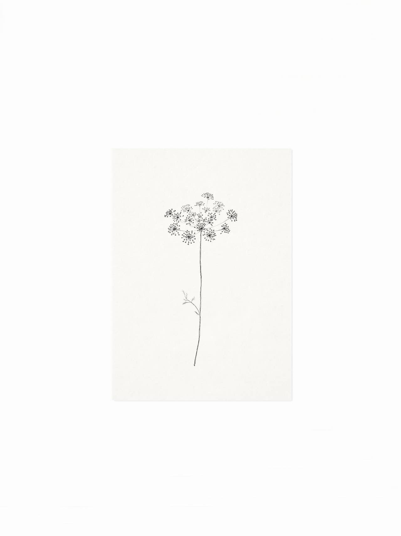 Lineea Studio – wholesale Vardagliga hälsningskort – Vildfänkål kort