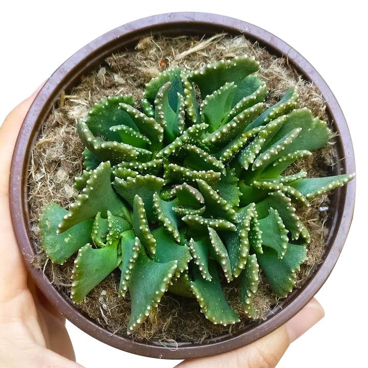 Best Plant Friend - Wholesale Succulent - Giant Jewel Plant - Live Unique Succulent in 4in Pot