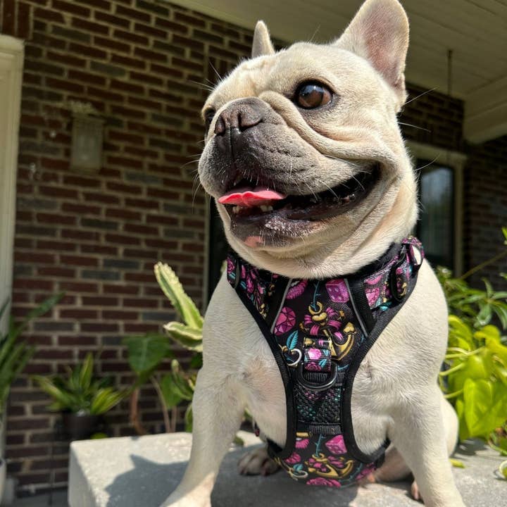 Beast & Buckle - Wholesale Pet Harness - Dog - Girly Tattoo No Pull Dog Harness4