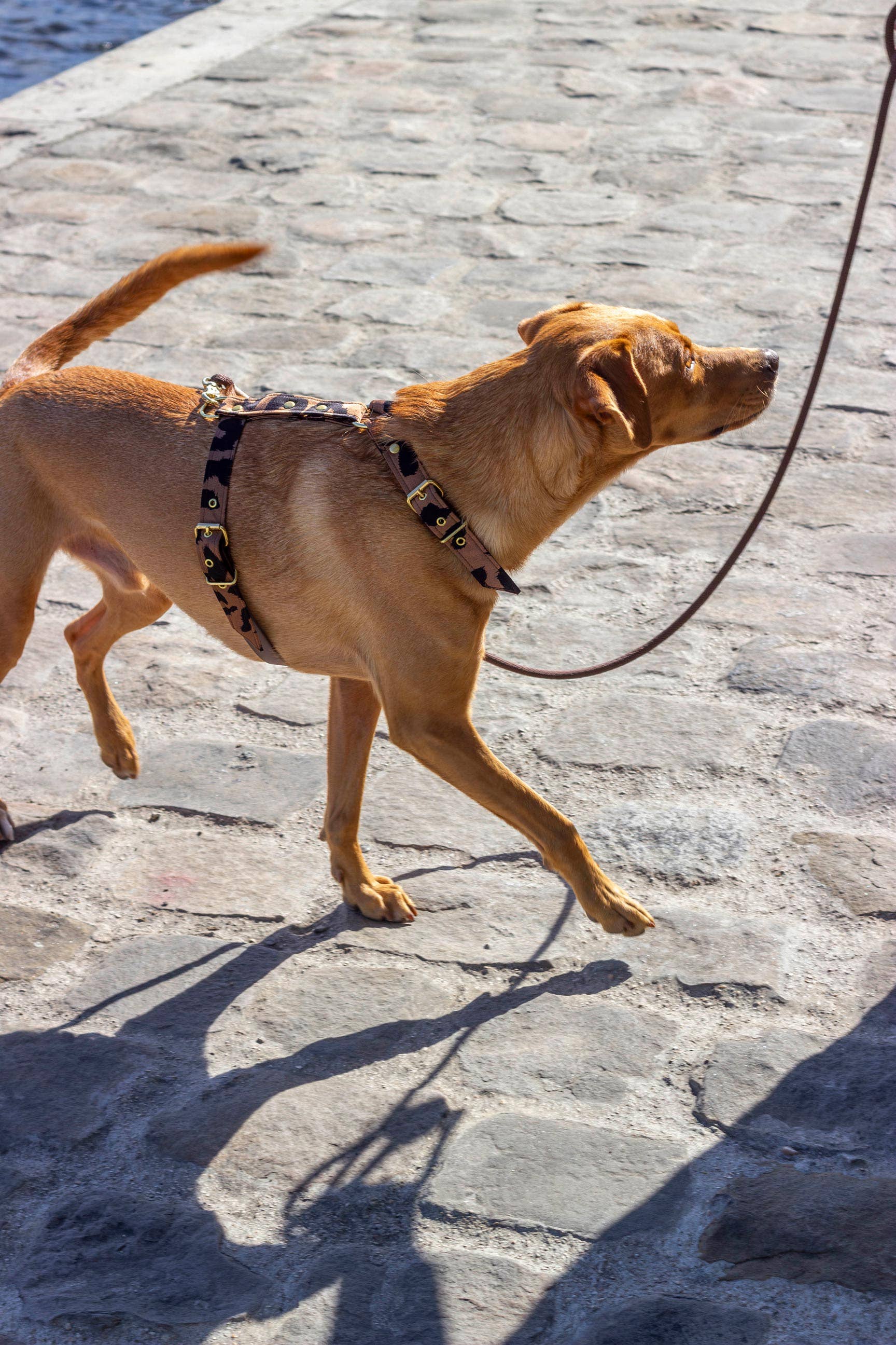 Atelier Markiz - Wholesale Pet Harness - Dog - Wild Harness2