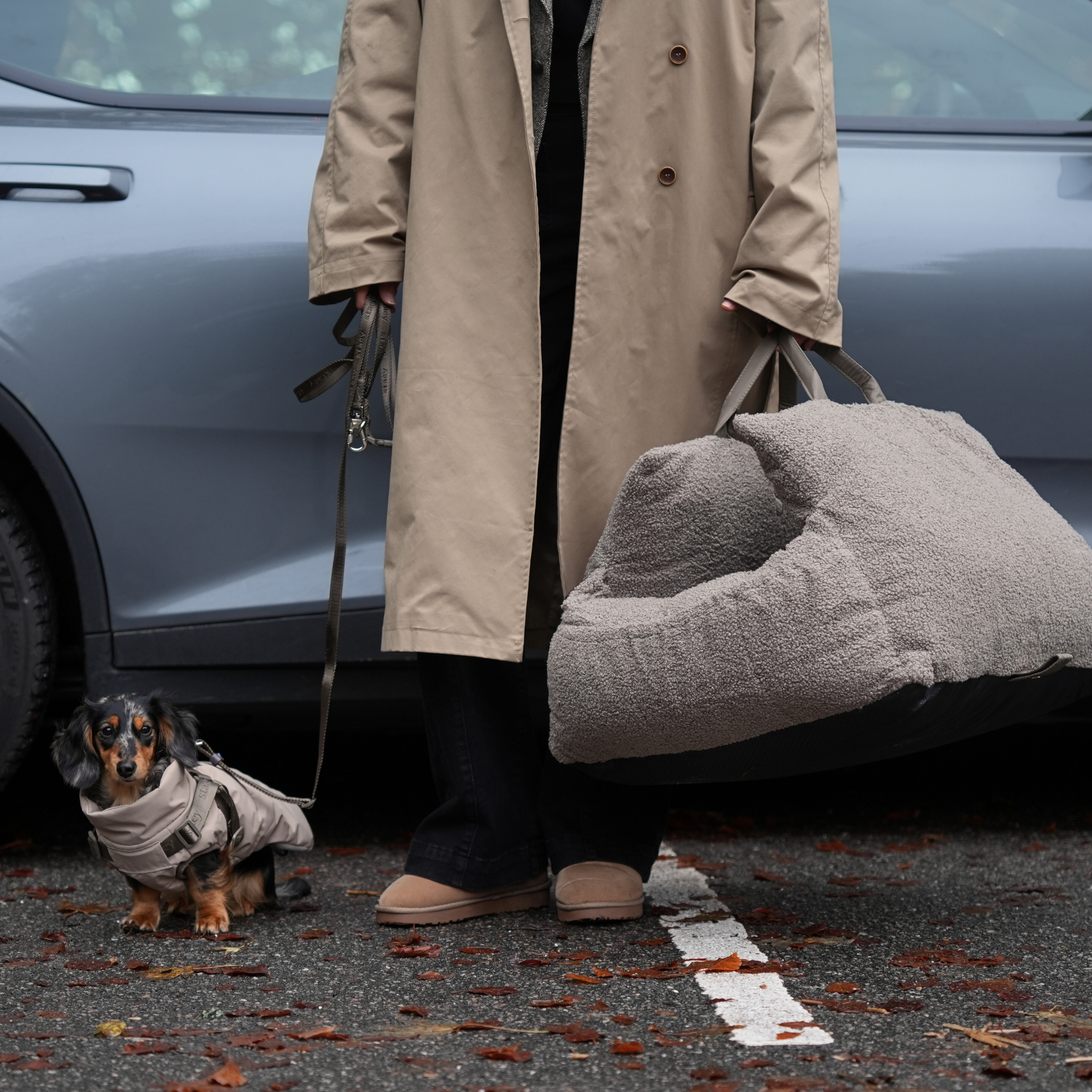 Staey - Wholesale Pet Carrier - Dog - Lara Car Seat | Teddy 2.013