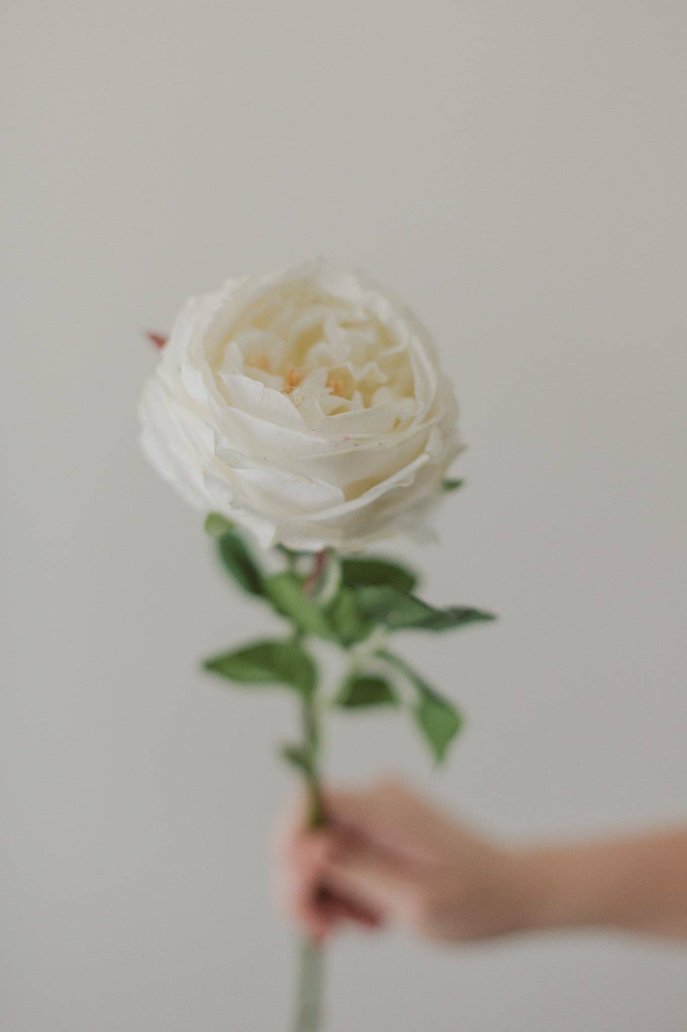 Eucalypt Co. - Wholesale Artificial flowers - Soft Touch White Rose