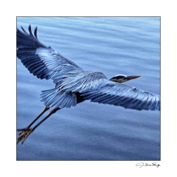 Blue Heron in Flight for wholesale by Signature Image Gallery