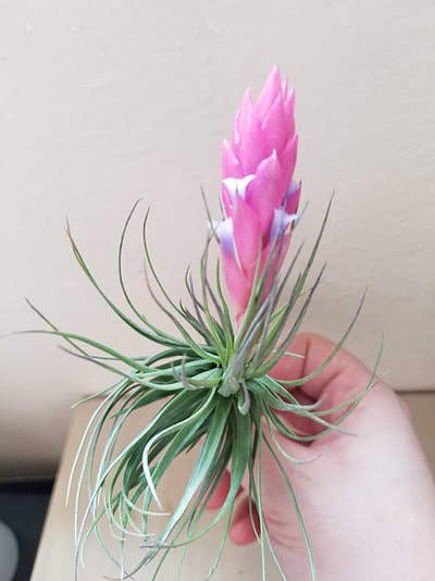 Geoform Designs - Wholesale Fertilizer - Air Plant Fertilizer 1 oz. Sray Bottles3