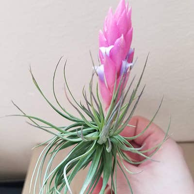 Geoform Designs - Wholesale Fertilizer - Air Plant Fertilizer 1 oz. Sray Bottles3