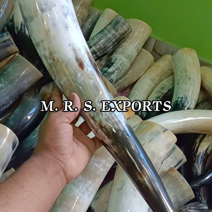 Cream High Quality Viking Drinking Horns At Affordable Prices for wholesale on Faire