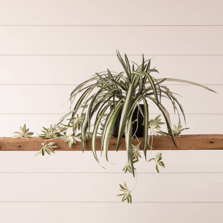 Audrey's Home & Gift - Venta al por mayor Plantas naturales - Planta araña en maceta (PC)