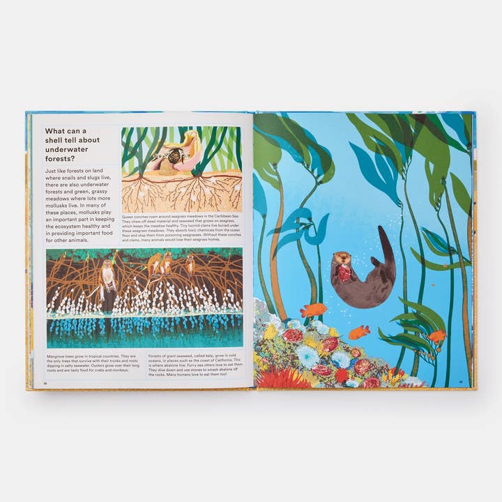 Phaidon - Wholesale Book - Kids - What A Shell Can Tell