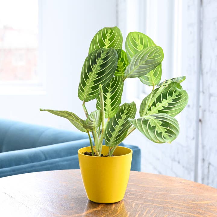 Thorsen's Greenhouse - Vente Plante - Plante de prière au citron et à la lime - Plante vivante10