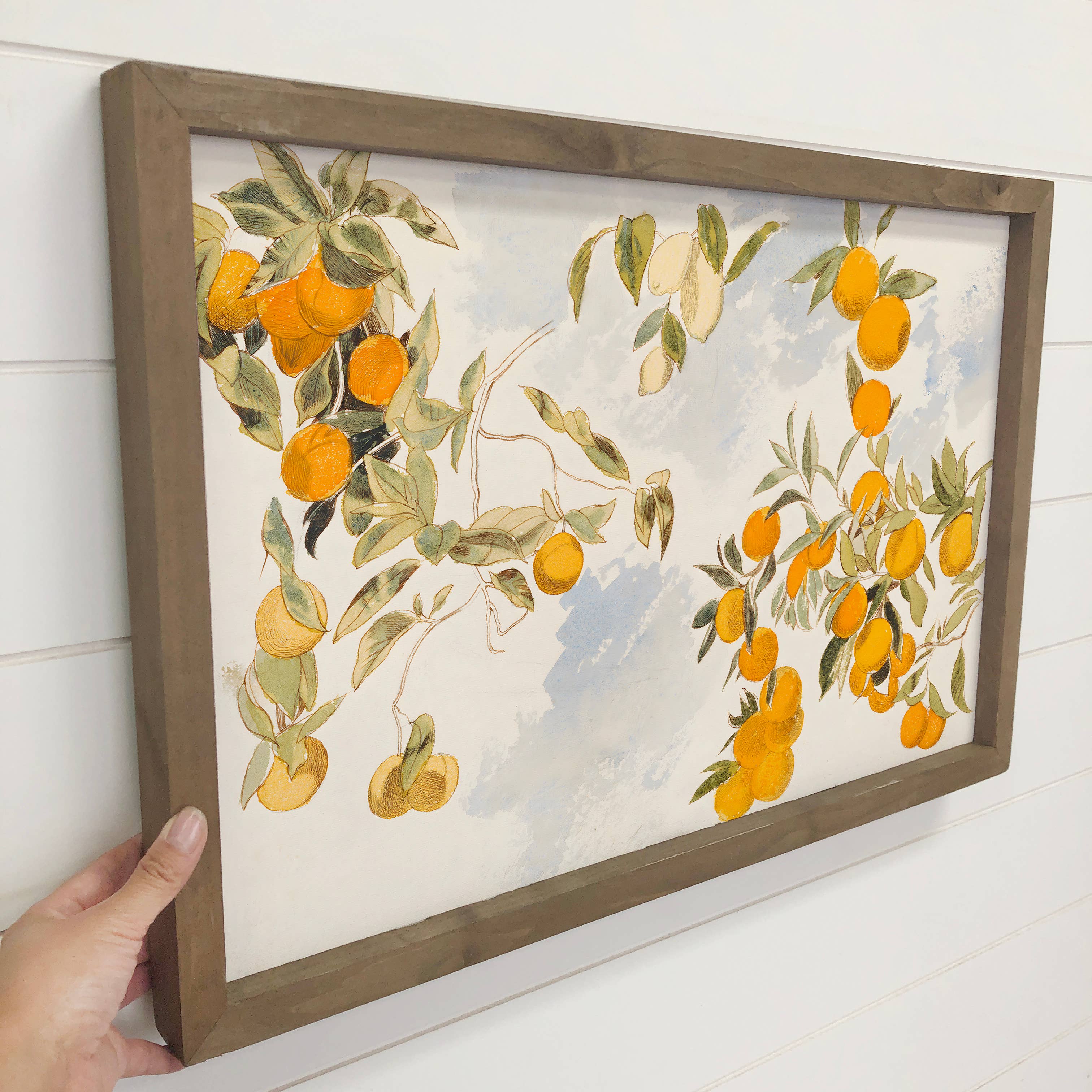 Hangout Home - Wholesale Art Print - Vintage Clementines - Framed Canvas Wall Art2