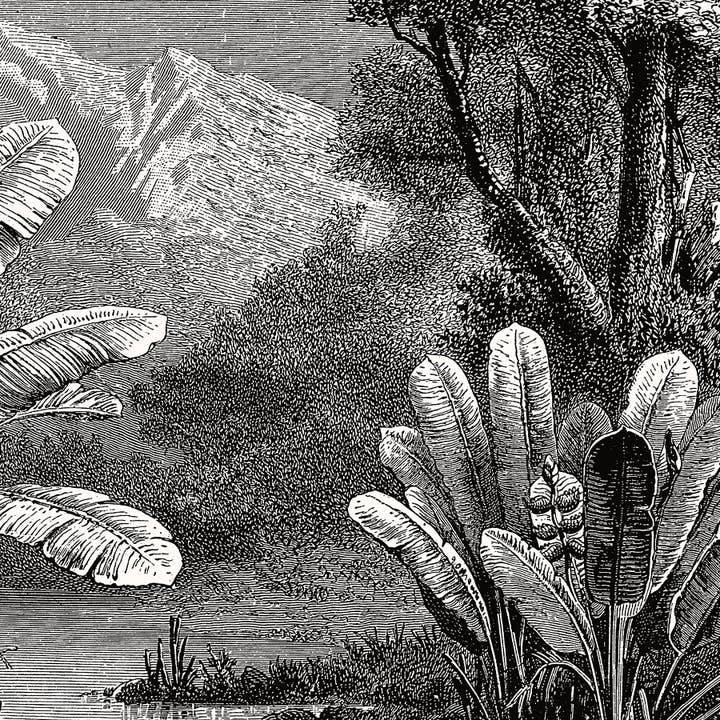 Aster Edition - Wholesale Poster - Poster: Tropical marsh3