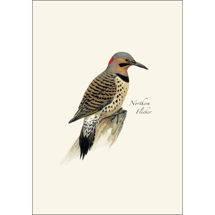 Earth Sky + Water - Vente Assortiments de papeterie/cartes - Assortiment de pics de Peterson3