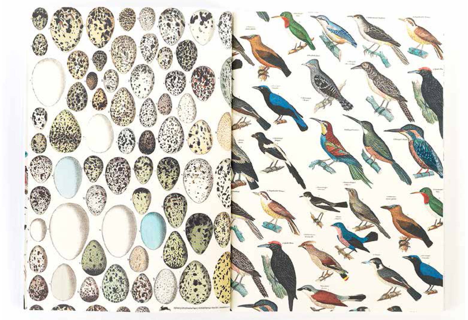 Pepin Press – wholesale Flat wrap – Fauna Gift & Creative Paper Book Vol. 901