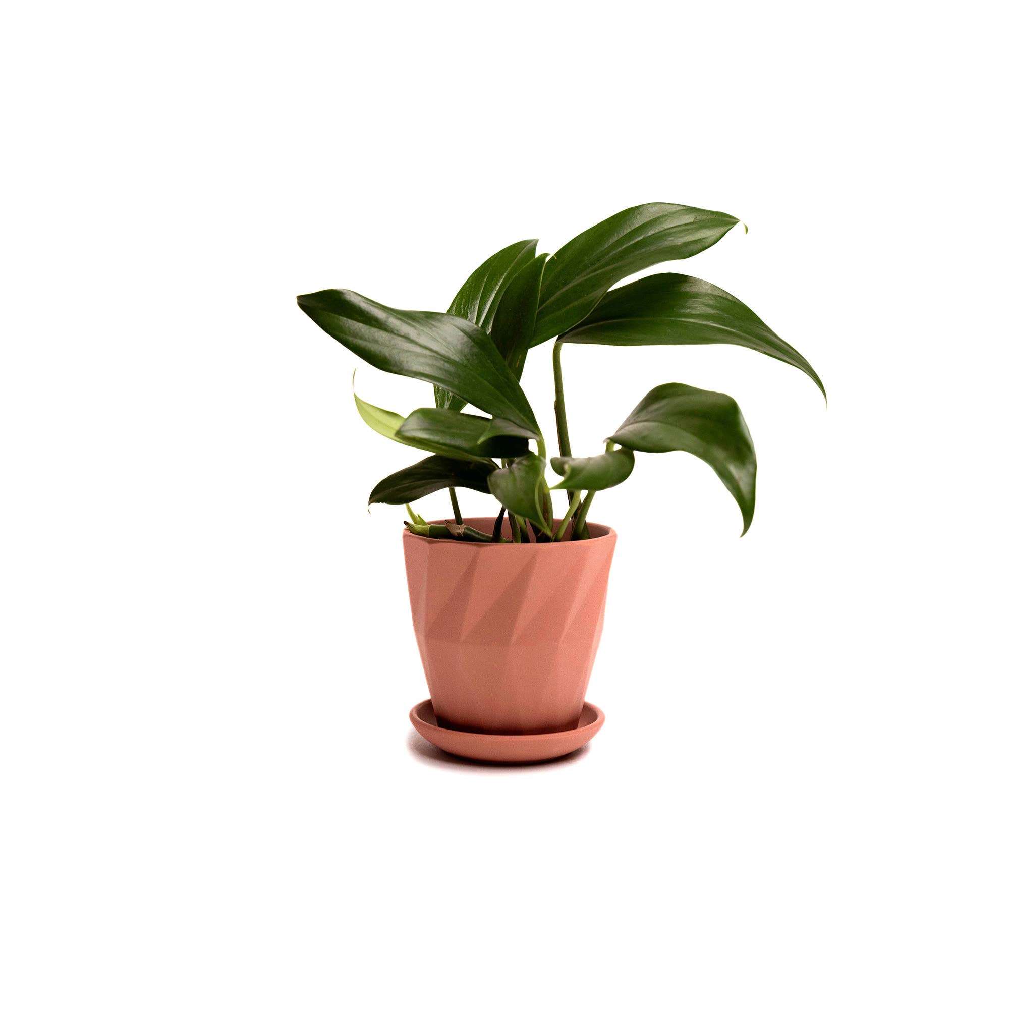 Chive - Wholesale Plant Pot - Handmade Ceramic Virago Pots | Artisan Plant Planters49