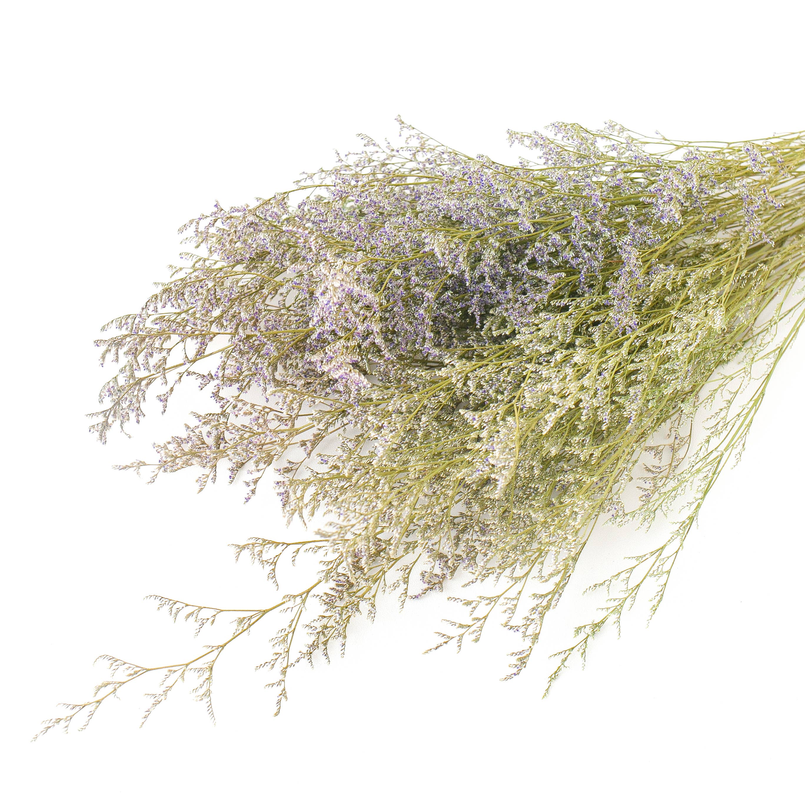 Floral Fields – wholesale Dried/pressed flowers – Love grass dried original, 120g, 60cm0