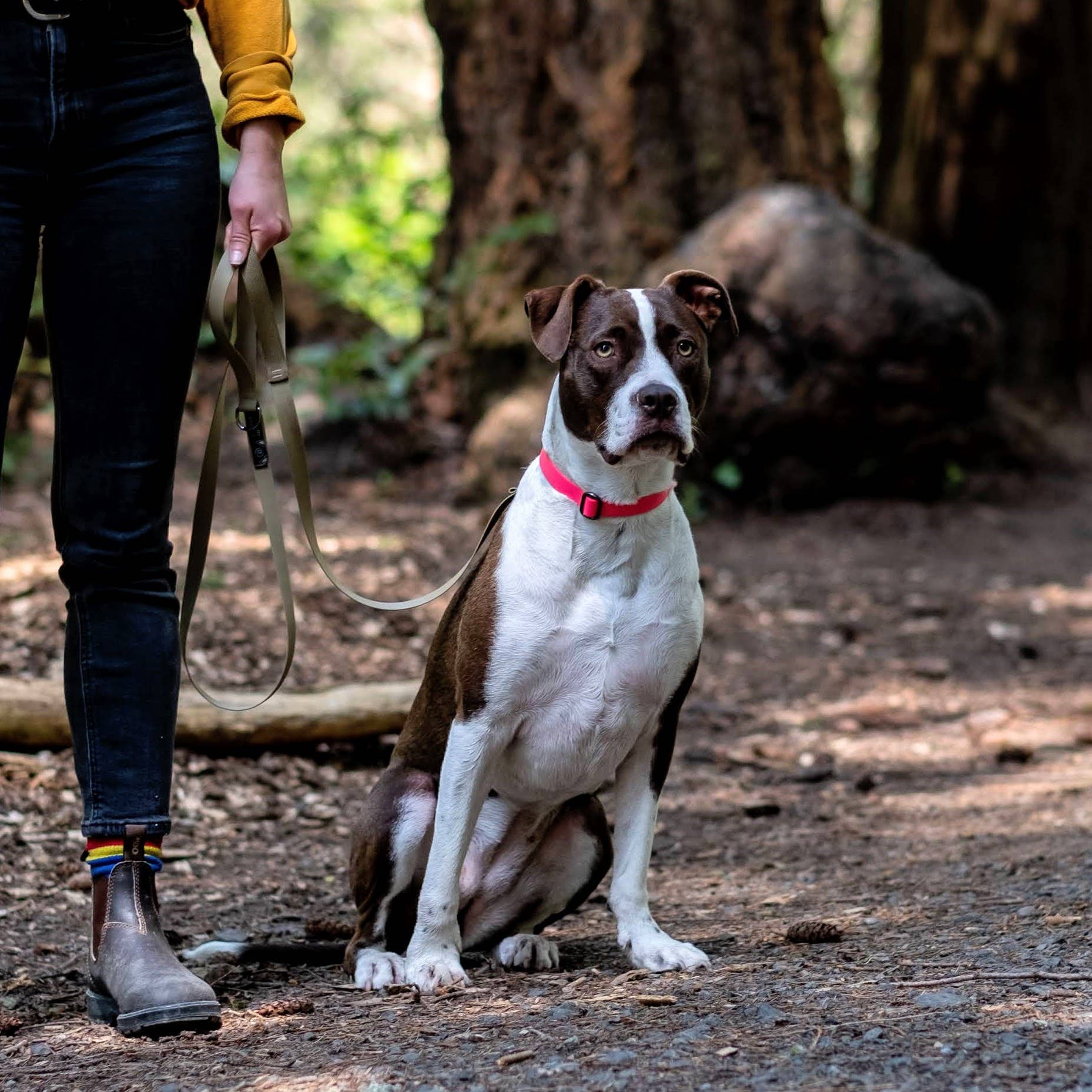 Hambos Pups - Wholesale Pet Leash - Dog - PNW Dry Leash1