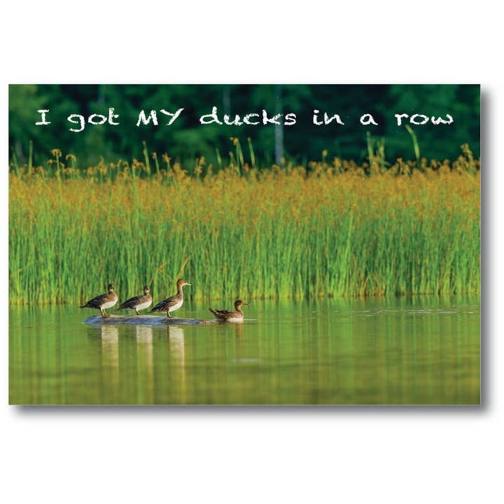 ICH HABE MEINE ENTEN IN EINER REIHE - Generische Postkarte für den Großhandel von Phil Stagg Photography