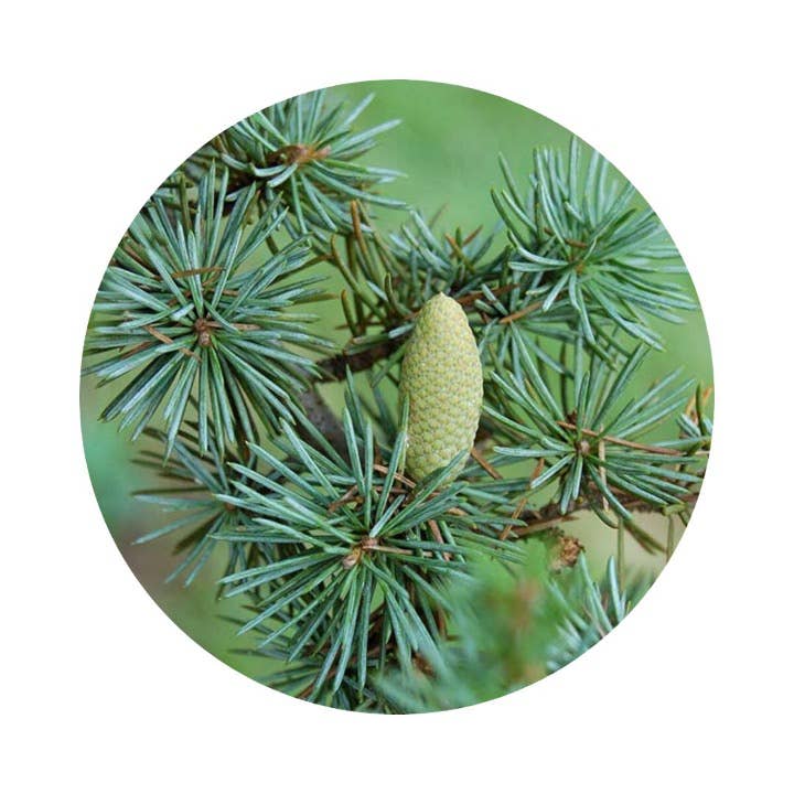 L'Atelier 100BON - Vente Parfum/Eau de toilette - Bois & Poudre (Bois & Poudre) - Eau de Toilette - 30 ml5