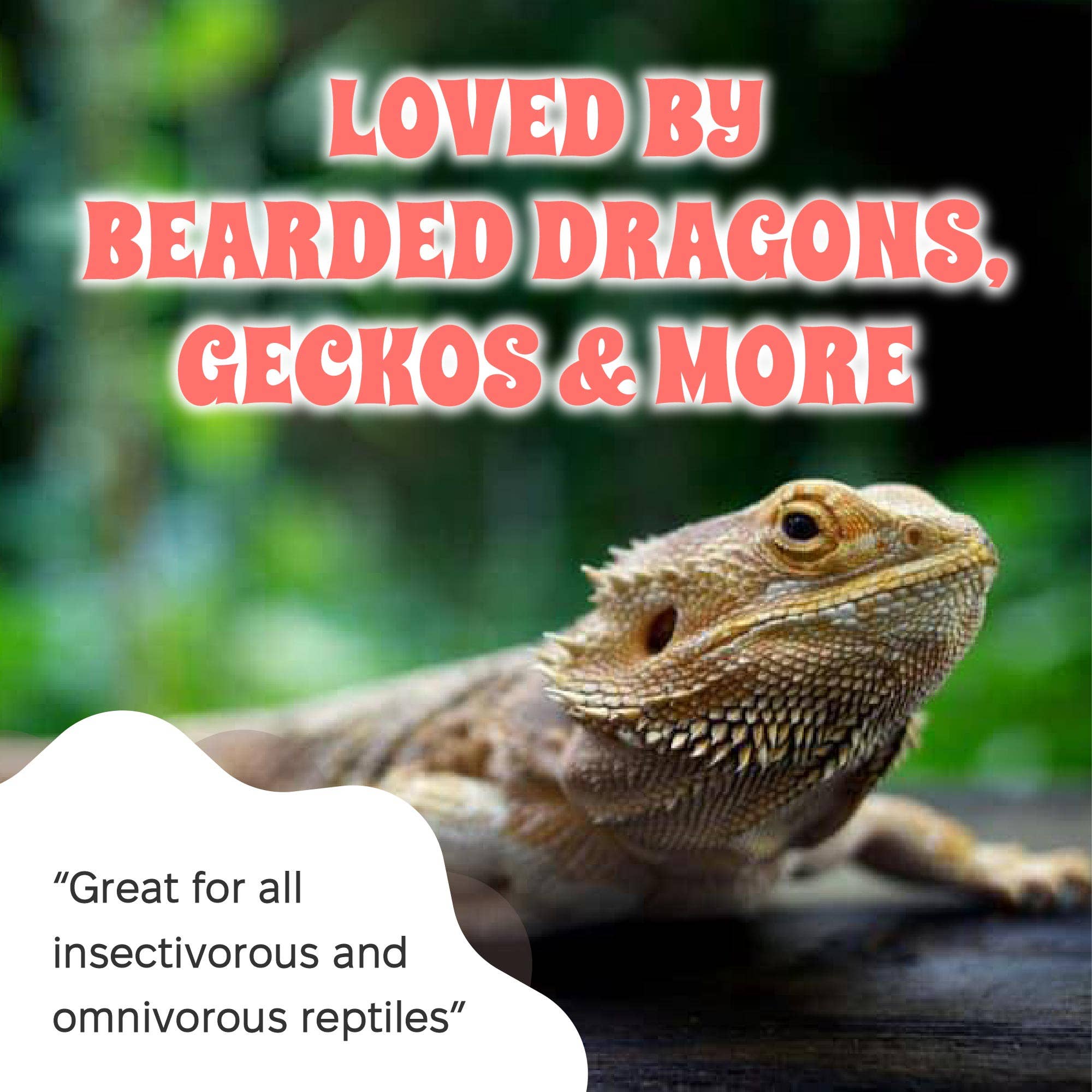 Snout and Shell - Wholesale Pet Supplement - Not Cat/Dog - Bee Pollen Powder for Reptiles - 2.5 oz4