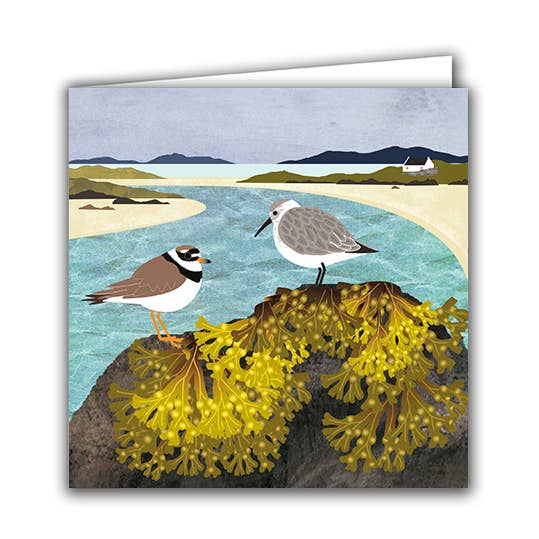 Blank Greeting Card "Ringed Plover and Dunlin with Seaweed" for wholesale by Silver Birch Cards