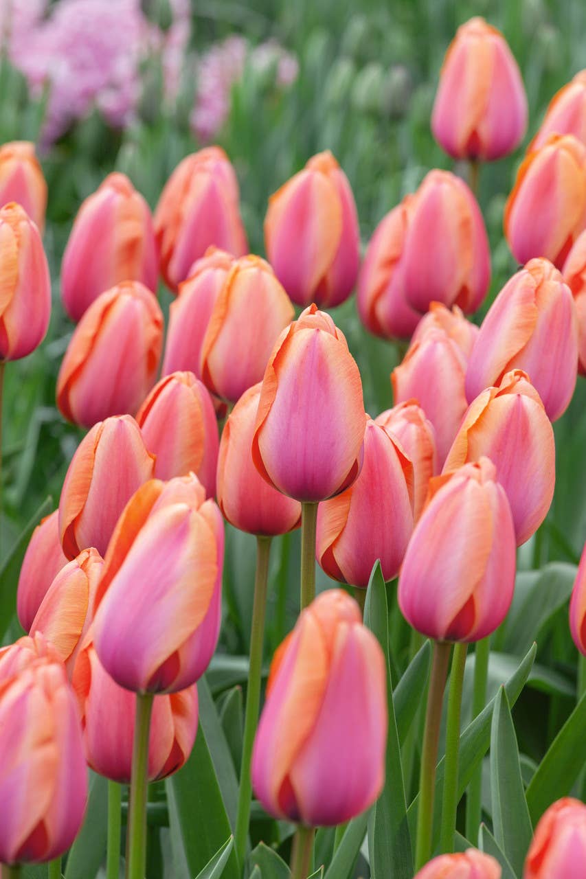 Thorsen's Greenhouse - Vente Plante - Bulbes de tulipes - Plusieurs variétés - Plantes vivaces1