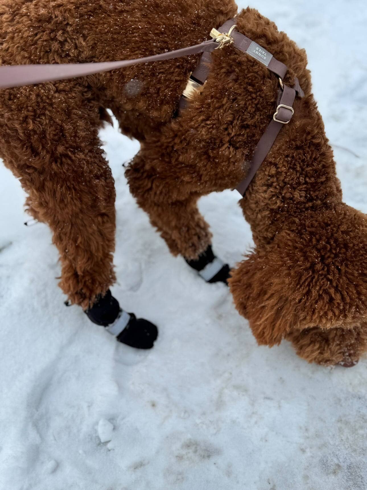 SUNNY TAILS - Vente Harnais – chien - Harnais pour chien Espresso Brown Cloud Lite7