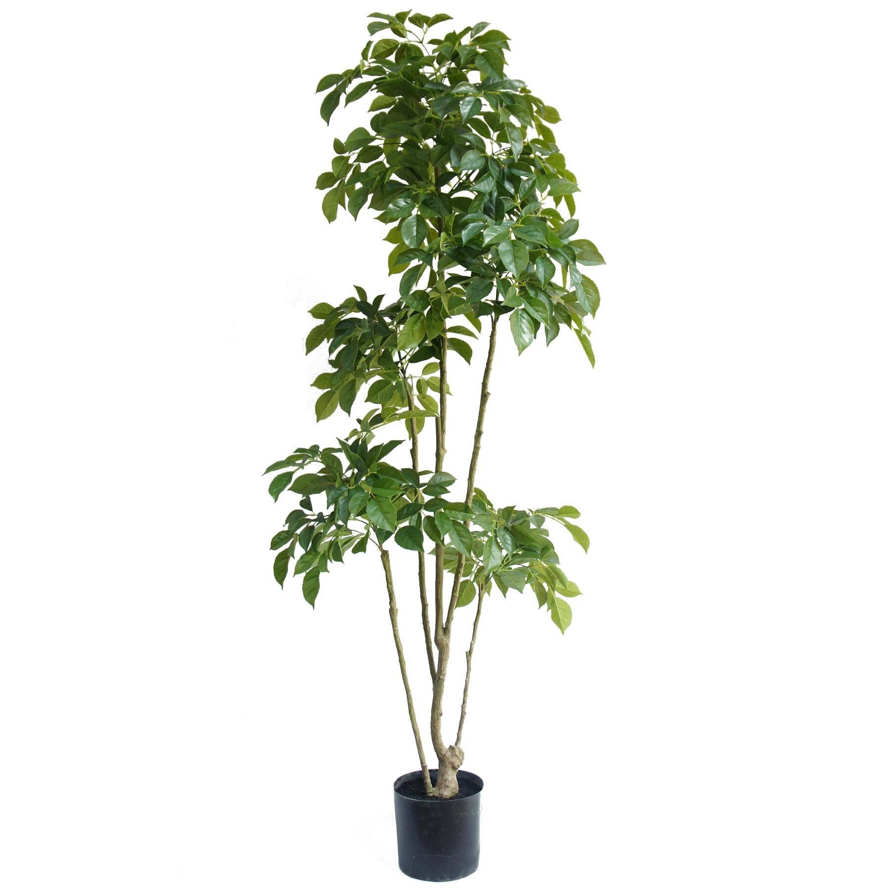 Leaf Design UK LTD – wholesale Artificial plant – 180cm Radermachera Realistic Artificial Tree0