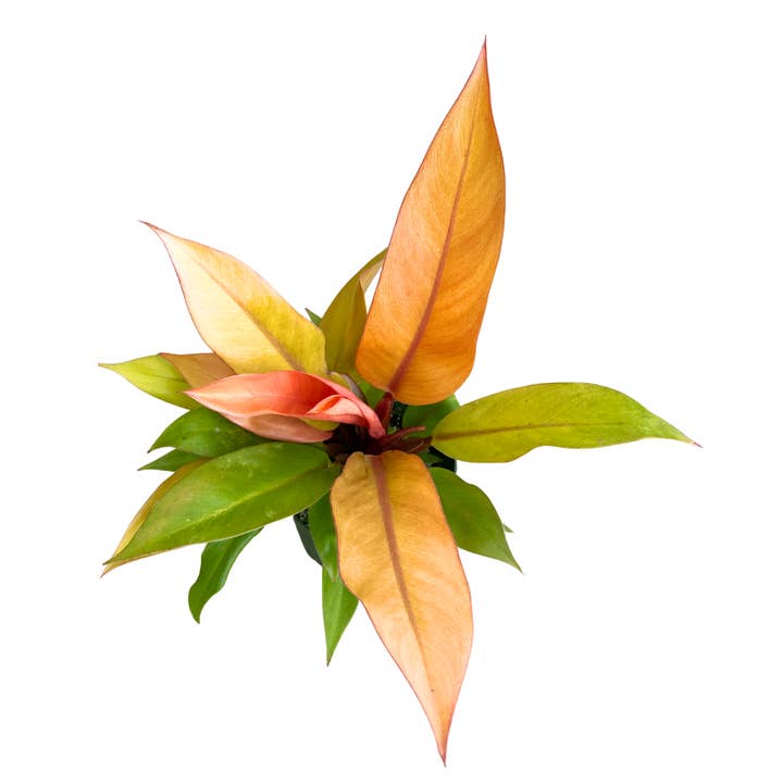Philodendron Prince of Orange 4" – Plante d'intérieur vivante en gros pour la vente par Flow State