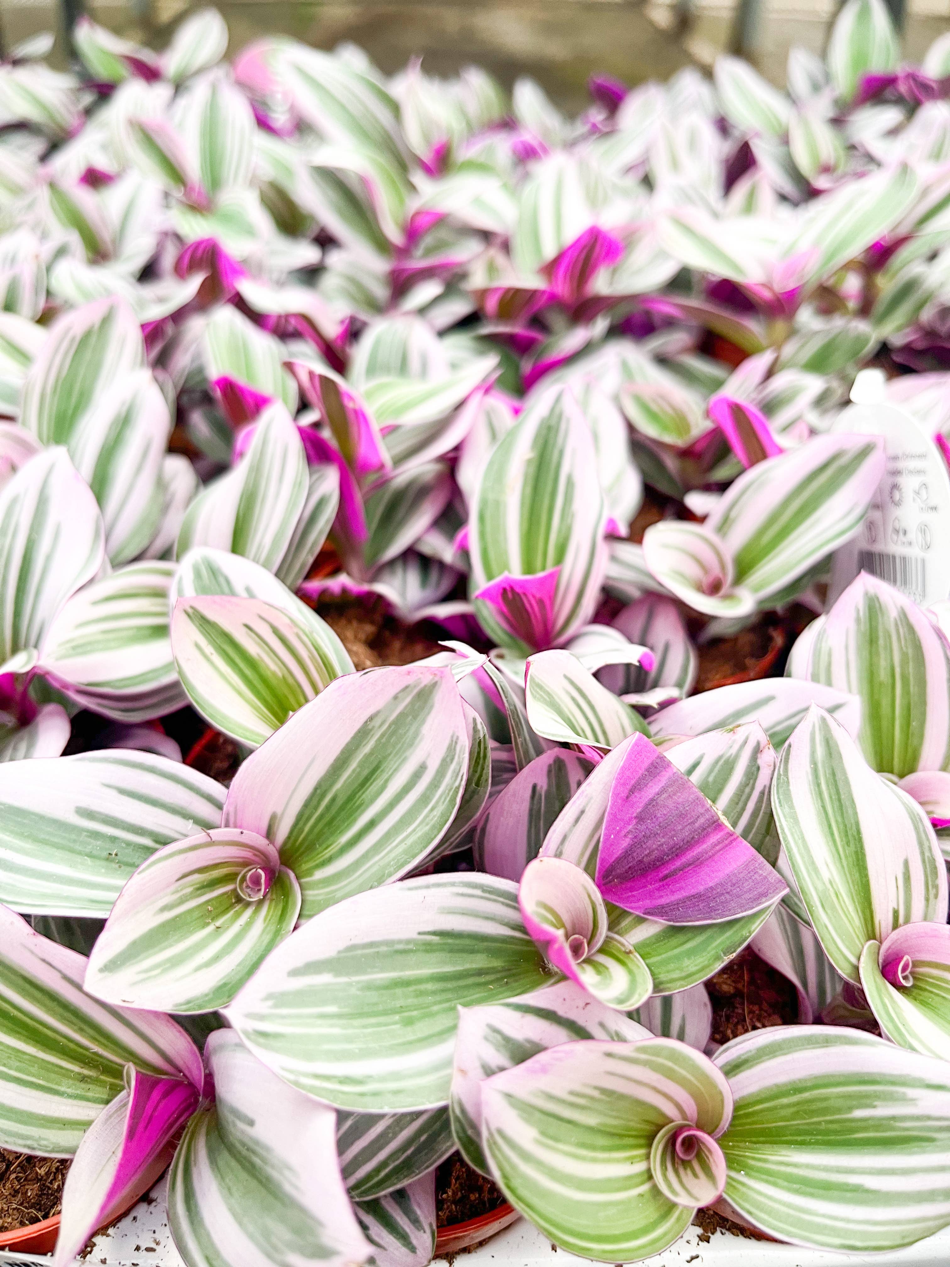 Wildestdreams.flowers - Vendita all'ingrosso Piante vive - Tradescantia albiflora Nanouk - Pianta da interno rampicante rosa7