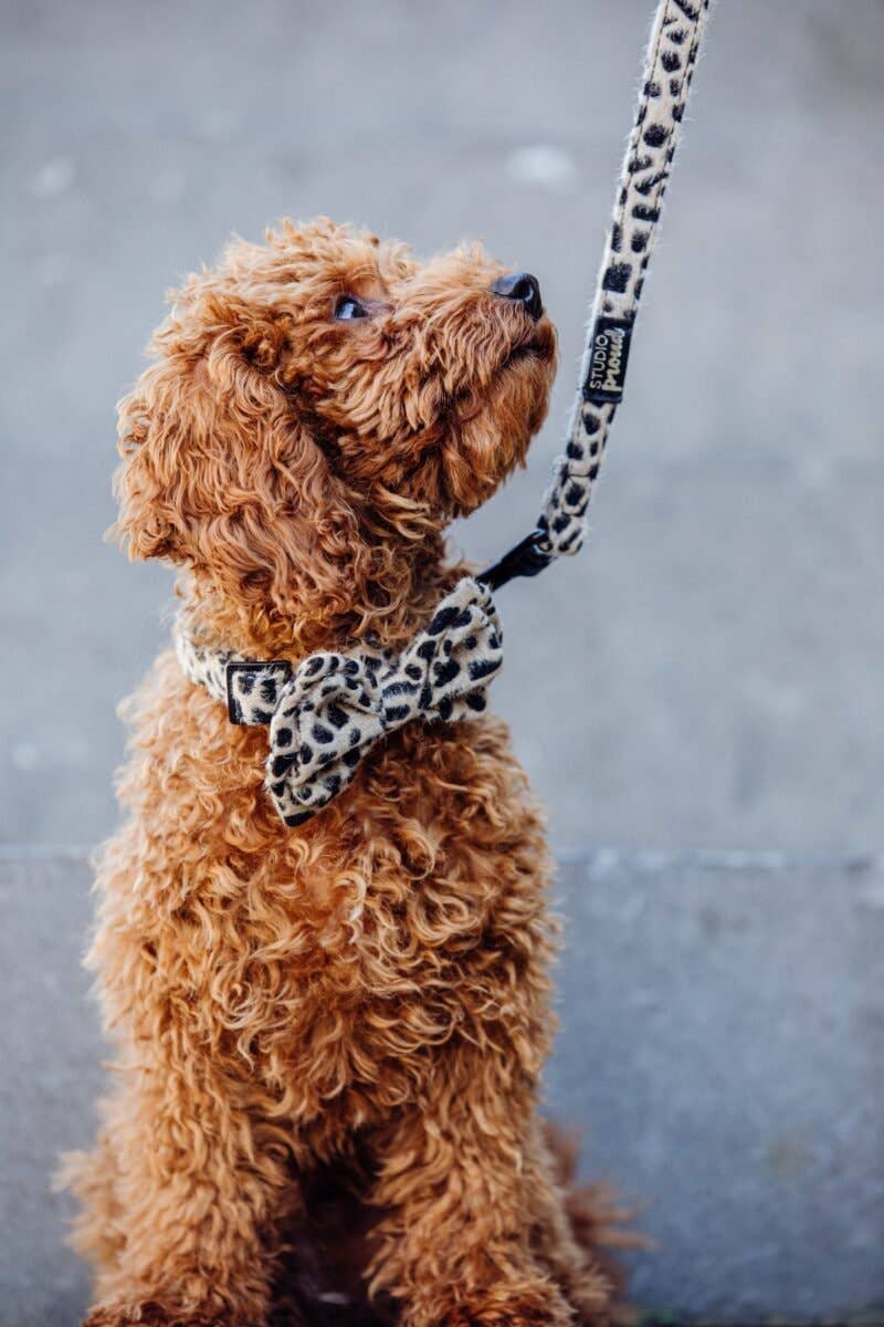 Studio Proud - Wholesale Pet Leash - Dog - Dog Leash Cheetah4