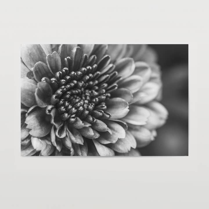 Burst, a Modern Black & White Botanical Fine Art Print for wholesale by Rachel Richards Fine Art