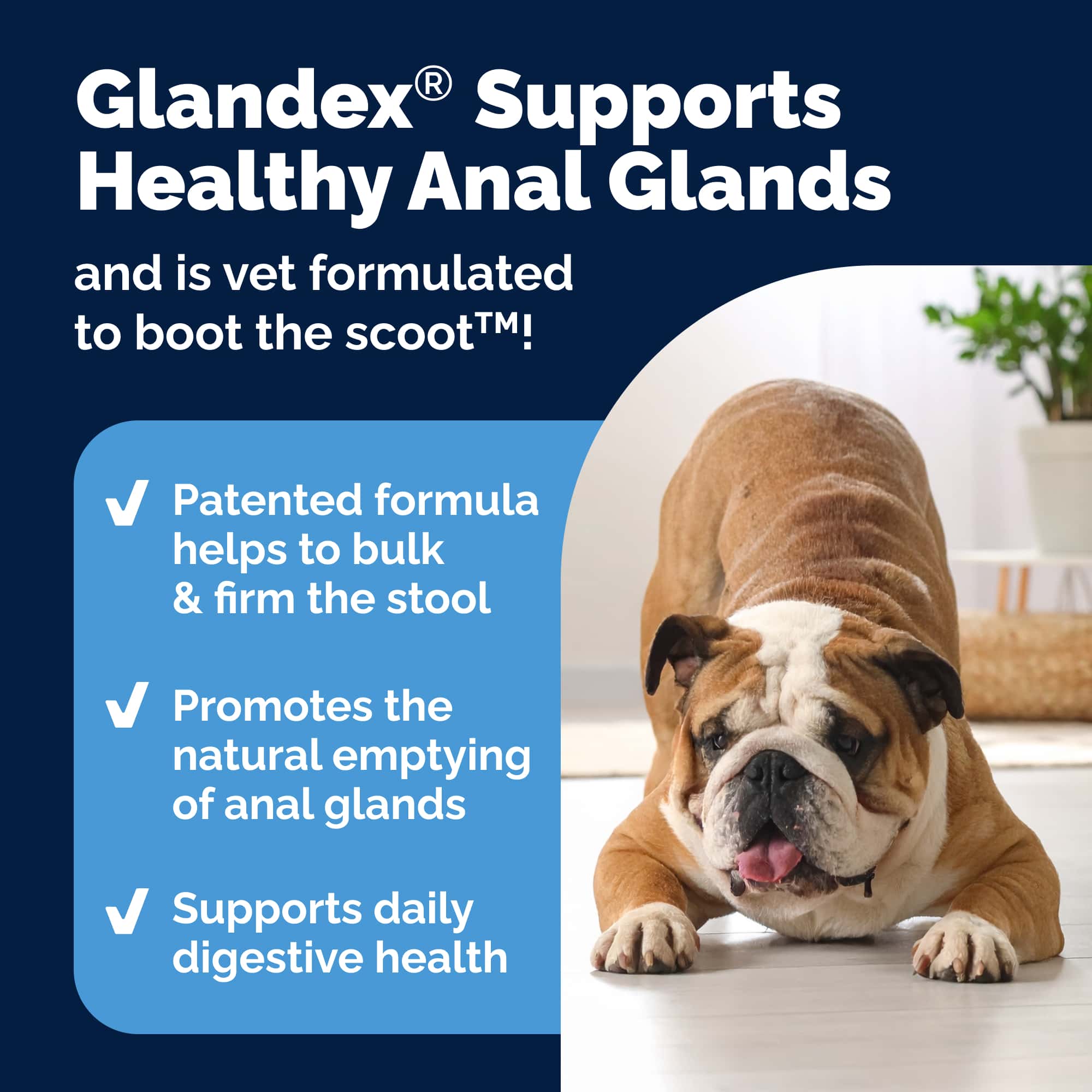 Pet Palette Distribution - Wholesale Pet Supplement - Dog - Glandex Anal Gland Support Soft Chews Duck & Bacon 60ct.3