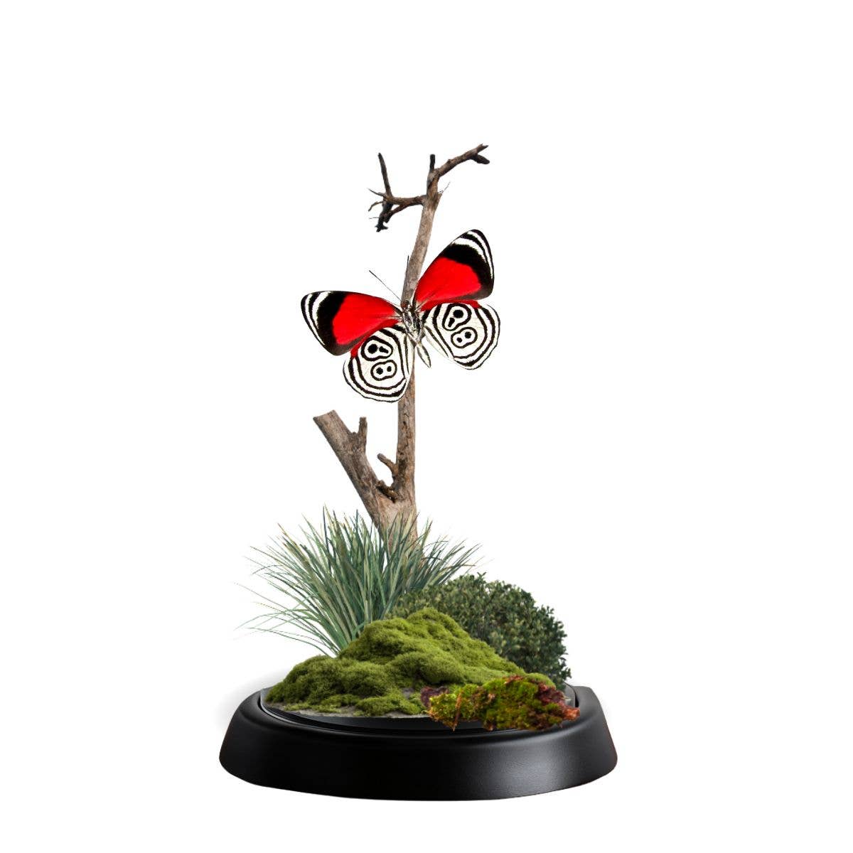Instar Innovations - Wholesale Decorative Tabletop Object - Butterfly Diorama -6X4 Inch Dome Diorama -(3)Diaethria anna2