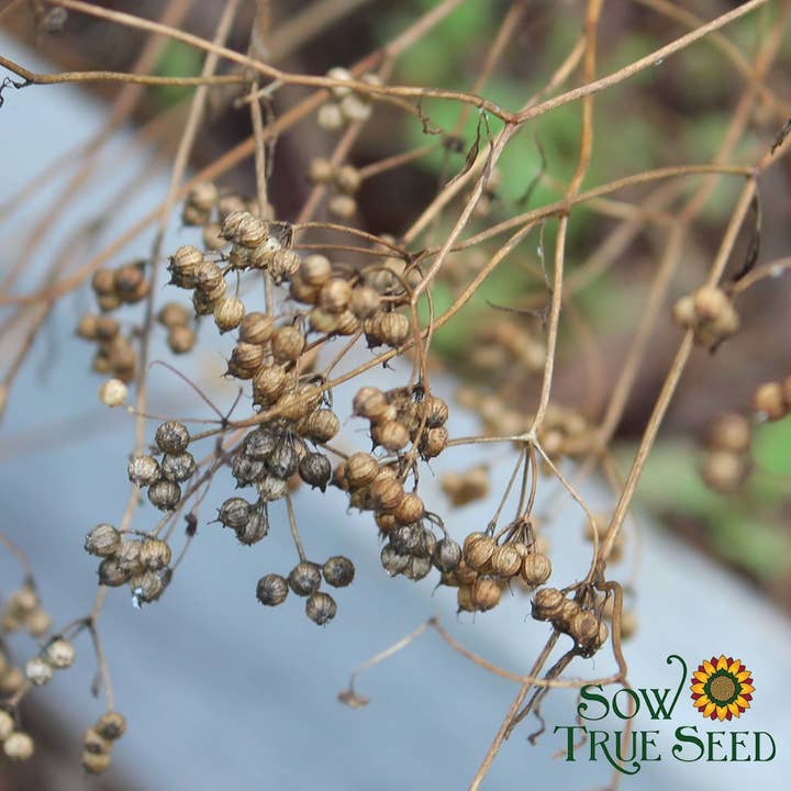 Sow True Seed - Wholesale Plant Seeds - Cilantro Seeds, ORGANIC