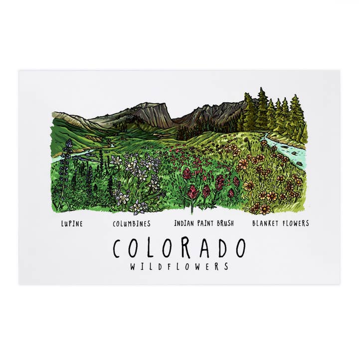 CARTES POSTALES PREMIUM Colorado, Rockies Wildflowers pour la vente par Lantern Press