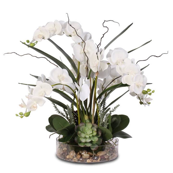 Succulentes orchidées Phalaenopsis blanches, roches dans un pot en verre pour la vente par JENNY SILKS