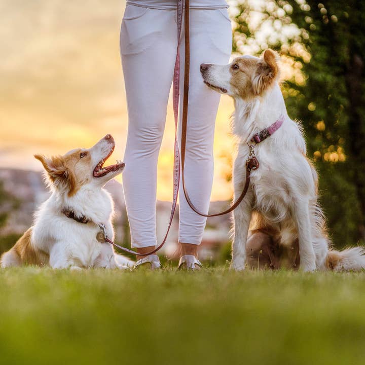 EcoPet marron Répulsif anti-tiques et anti-puces Tickless EcoPet sans produits chimiques en vente sur Faire4