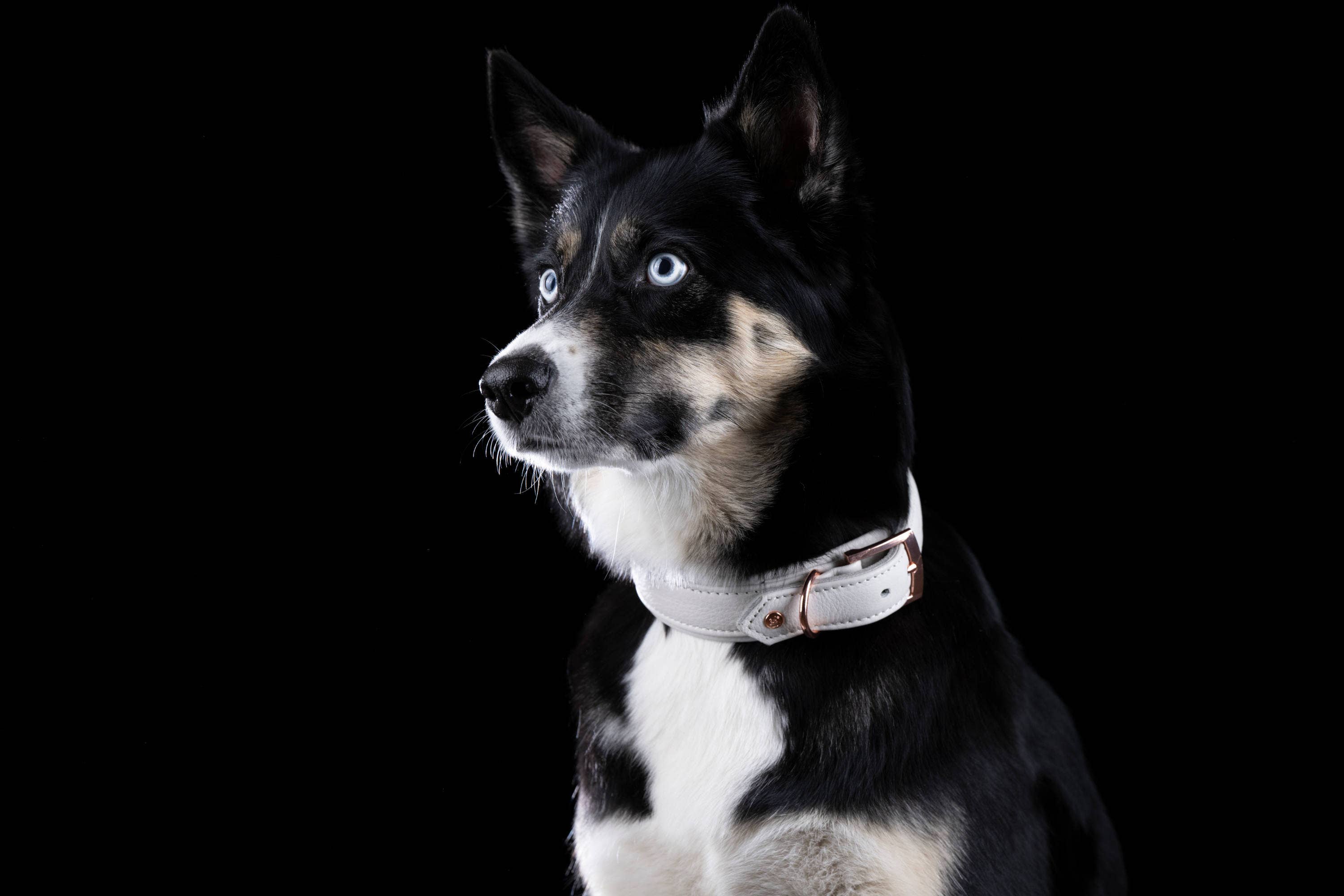 LABONI - Volentis GmbH - Wholesale Pet Collar - Dog - AMICI dog collar60