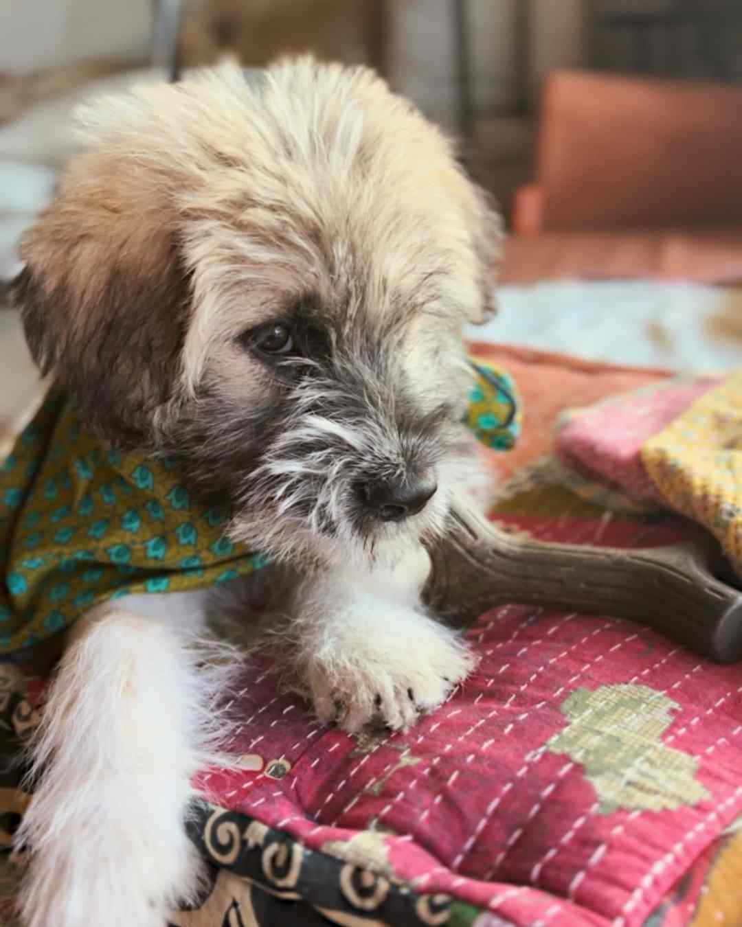 Wylder Trading Company - Wholesale Bandana - Unisex - Wyld Rag™ 100% Silk Bandana (36" x 36") | Oversized Wild Rag15