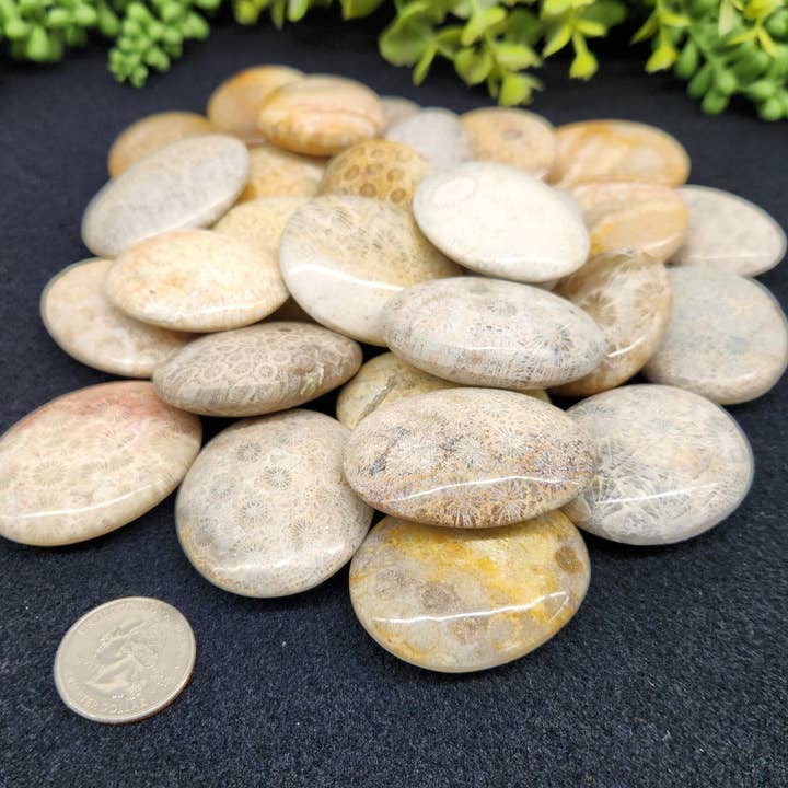 Meraki Gemstones - Wholesale Spiritual Stone/Crystal - Fossil Coral (0.5kg/1.1lbs.) Palm Stones/Pillow Shape3