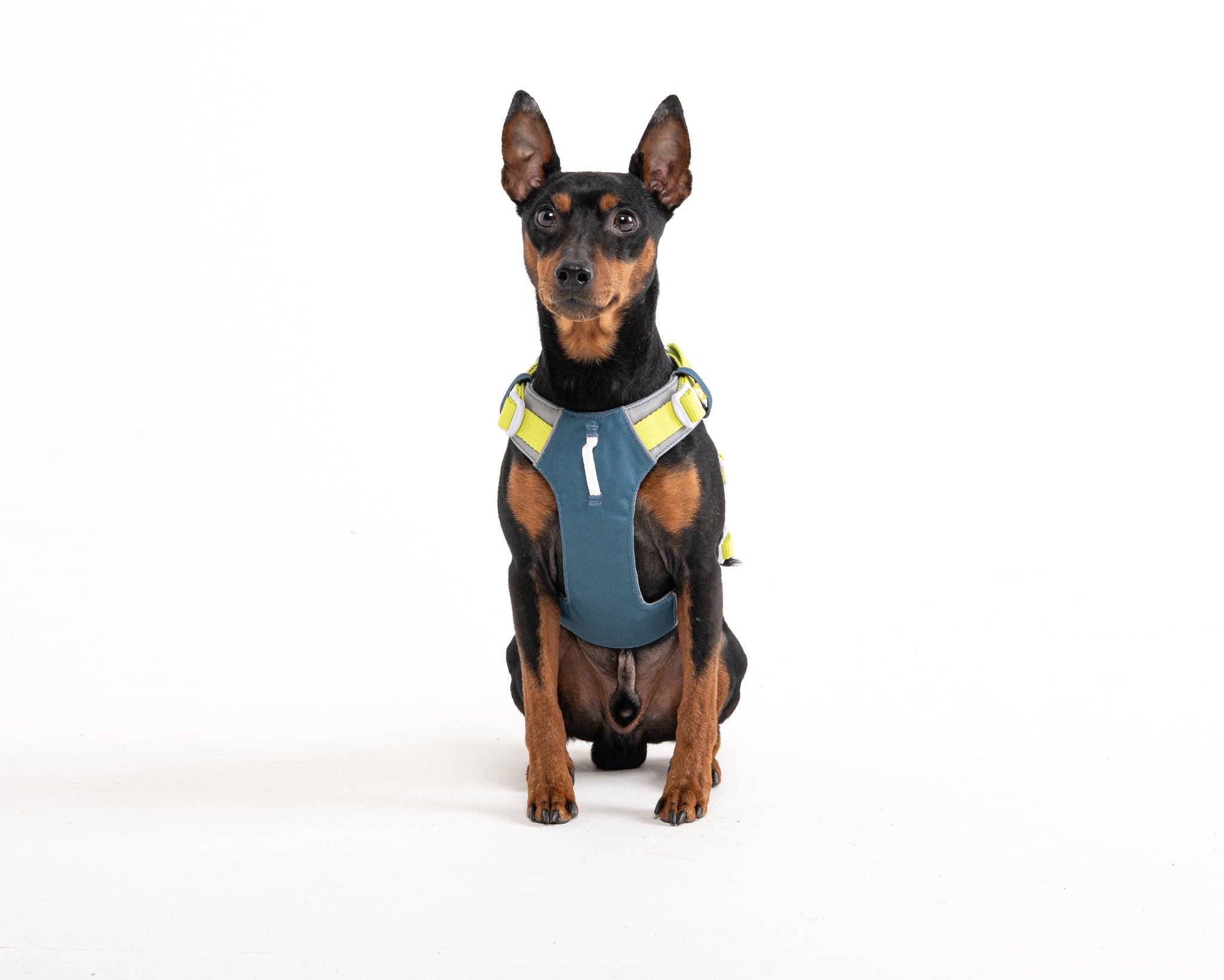 Woolly Wolf - Wholesale Pet Harness - Dog - Alpha 360 Dog Harness Deep Teal Mix Recycled (RPET)6