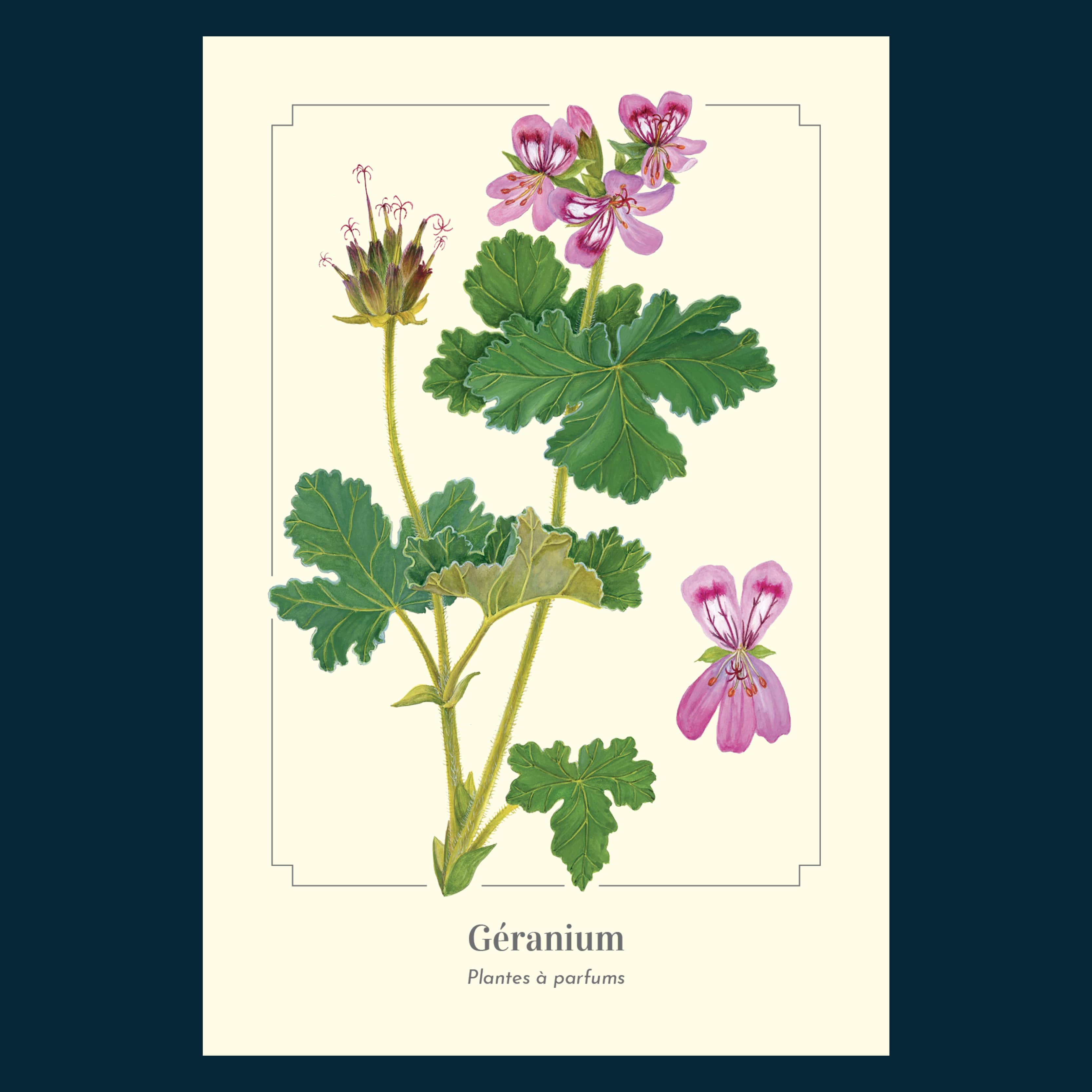 Longue-vue – wholesale Postcard – Geranium - Postcard2