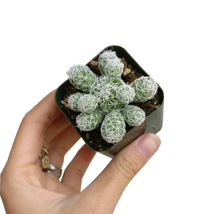 Best Plant Friend - Wholesale Live Plant - Thimble Mammillaria Cactus - Live Cactus in 2/4" Pot