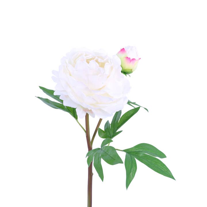 FN20015 PEONY SPx1F1B (NAT),26in-12P/60/6.5 for wholesale by Green Import Limited