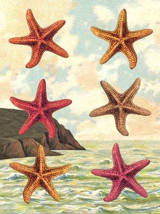 SB502 Single Seaside Card - Starfish for wholesale by Cartolina Cards Inc.